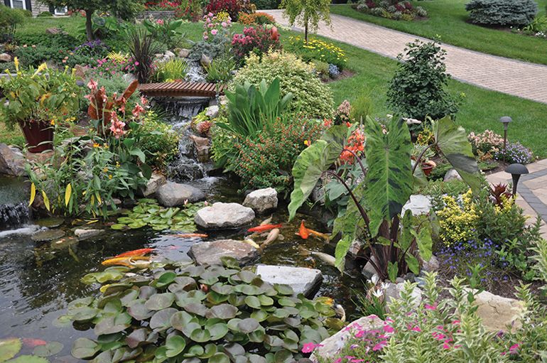 Shop Pond Plants Online to Create a Stunning Pond
