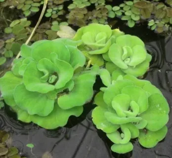 Where to Buy Pond Plants Online and What to Consider Before Ordering
